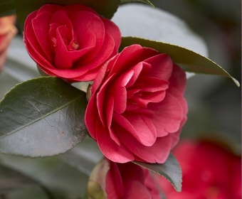 Camelia (Camellia japonica 'Lady Campbell')