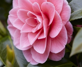 Camelia (Camellia japonica 'Tiffany')