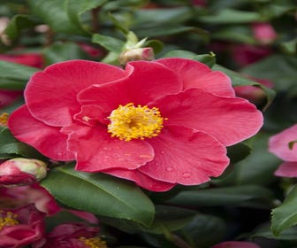 Camelia (Camellia japonica 'San Dimas')