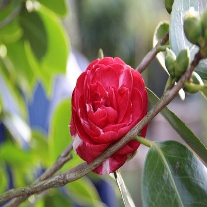Camellia (Camellia, rood)