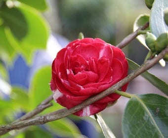 Camelia (Camellia, rot)
