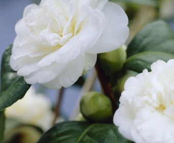Camelie (Camellia, weiß)
