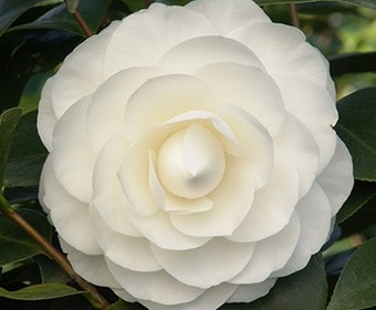 Camelia (Camellia japonica ‘Perfection White’)