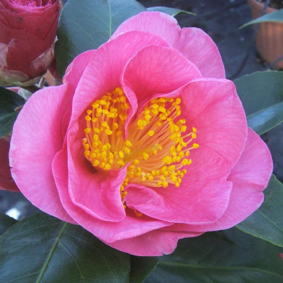 Camelia als Spalierform (Camellia japonica 'California')