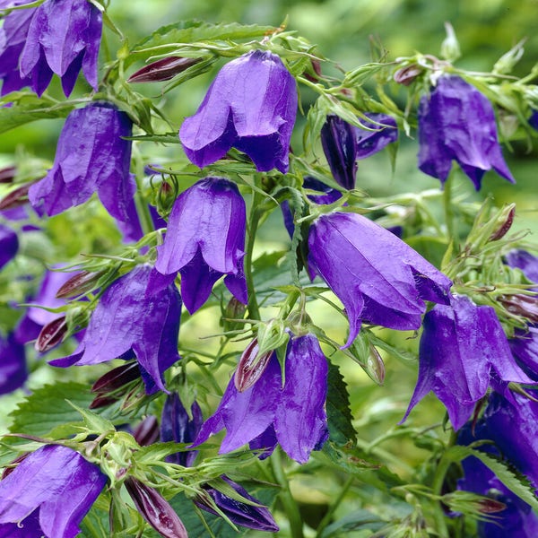Glockenblume (Campanula 'Sarastro')