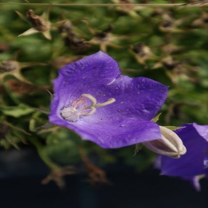 Glockenblume (Campanula carpatica 'Blaue Clips')