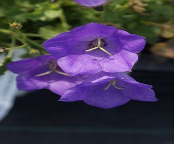 Glockenblume (Campanula carpatica 'Blaue Clips')