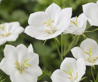 Glockenblume (Campanula carpatica 'Weisse Clips')