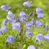 Glockenblume (Campanula cochleariifolia)