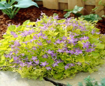 Glockenblume (Campanula 'Dickson's Gold')