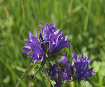 Glockenblume (Campanula glomerata)