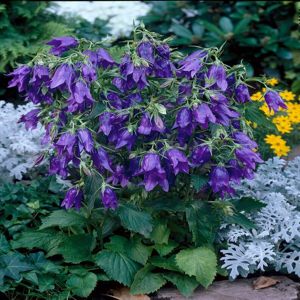 Glockenblume (Campanula 'Kent Belle')