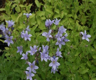 Glockenblume (Campanula lactiflora 'Prichard's Variety')