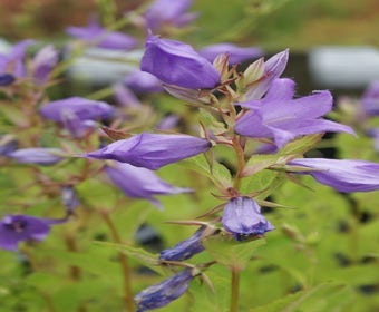 Glockenblume (Campanula latifolia macrantha)