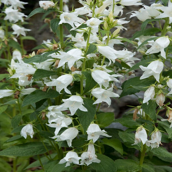Glockenblume (Campanula latifolia 'Alba')