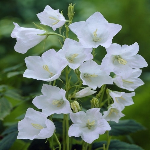 Glockenblume (Campanula persicifolia 'Alba')