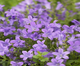 Glockenblume (Campanula portenschlagiana)