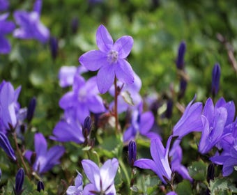 Glockenblume (Campanula portenschlagiana 'Resholt Variety')