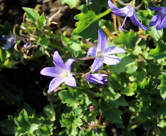 Glockenblume (Campanula poscharskyana 'Lisduggan Variety')