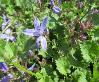 Glockenblume (Campanula poscharskyana 'Blauranke')