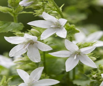 Glockenblume (Campanula poscharskyana 'E.H. Frost')