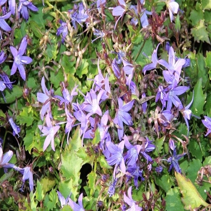 Glockenblume (Campanula poscharskyana 'Stella')