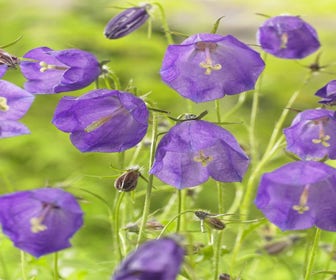 Glockenblume (Campanula pulloides 'G.F. Wilson')