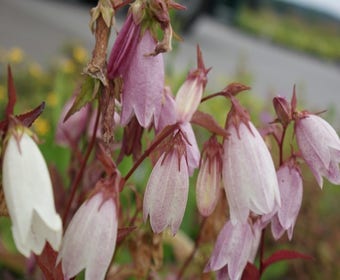 Koreanische Glockenblume (Campanula takesimana)