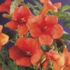 Trompetenblume (Campsis radicans)