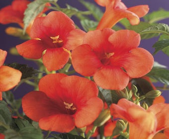 Trompetenblume (Campsis radicans)