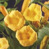 Trompetenblume (Campsis radicans 'Flava')