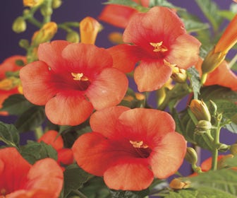 Trompetenblume (Campsis tagliabuana 'Mme Galen')