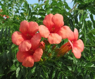 Trompetenblume als Baum (Campsis tagliabuana 'Mme Galen')