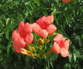 Trompetenblume, Halbstamm (Campsis tagliabuana 'Mme Galen')