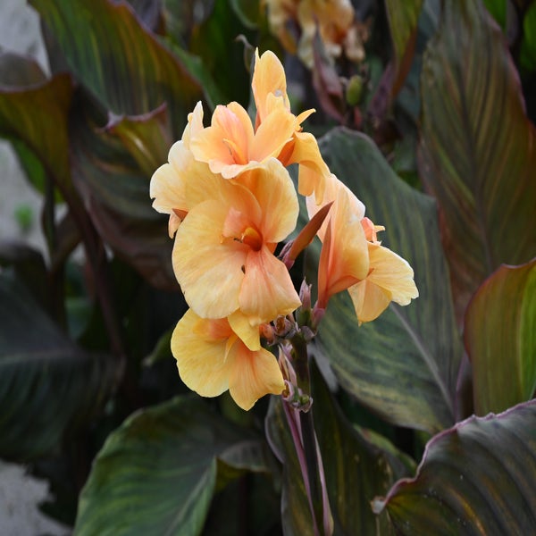 Indischer Blumenrohr (Canna 'Apricot Dream')