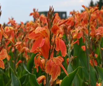Indisches Blumenrohr (Canna 'Color Clown')