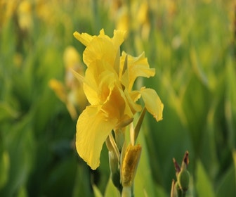 Indisches Blumenrohr (Canna 'Richard Wallace')