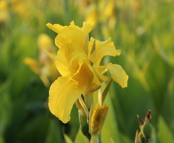 Indisches Blumenrohr (Canna 'Richard Wallace')