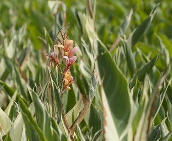 Indisches Blumenrohr (Canna 'Stuttgart')