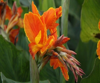 Indisches Blumenrohr (Canna 'Taroundant')