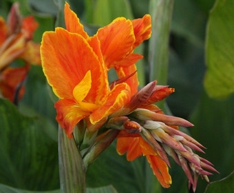 Indisches Blumenrohr (Canna 'Taroundant')