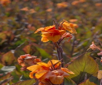 Indisches Blumenrohr (Canna 'Wyoming')