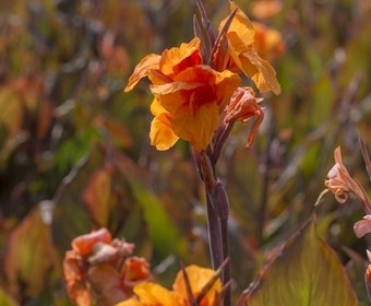 Indisches Blumenrohr (Canna 'Wyoming')