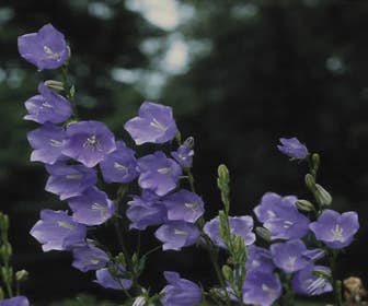 Glockenblume (Campanula persicifolia 'Coerulea')