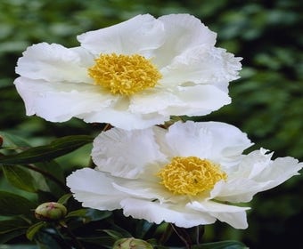 Pfingstrose (Paeonia lactiflora Fabulous Flowers® 'Captivating White Caroline')