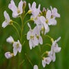 Maiglöckchen (Cardamine pratensis)