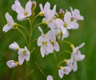 Maiglöckchen (Cardamine pratensis)