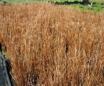 Zwerg-Segge (Carex buchananii)