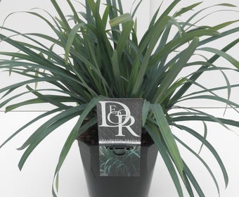 Segge (Carex 'Bunny Blue')