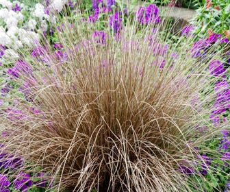 Zwerg-Segge (Carex comans 'Bronco')